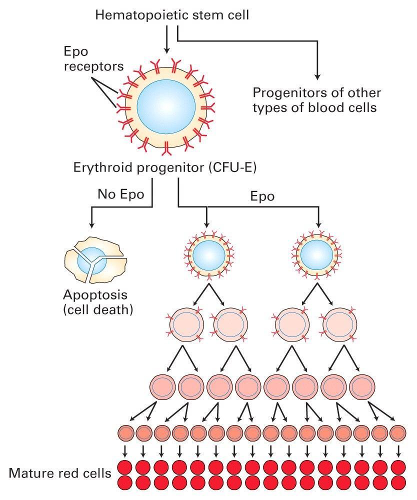 O ρόλος της ερυθροποιητίνης στην παραγωγή των ώριμων ερυθρών αιμοσφαιρίων Ο