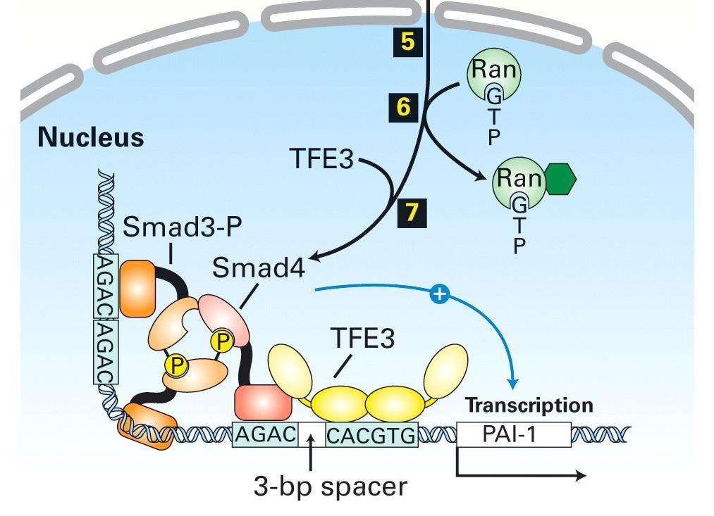 Plasminogen Activator Inhibitor 1 (καταστολέας πρωτεασών) Ο Αναστολέας του Ενεργοποιητή Πλασμινογόνου (Plasminogen activator inhibitor-1, PAI-1) είναι ο κύριος αναστολέας του ενεργοποιητή του ιστικού