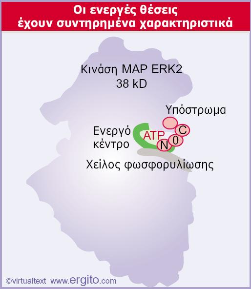 Genes VIII - Ακαδημαϊκές Εκδόσεις 2004 Εικόνα 28.13 Το ενεργό κέντρο μιας κινάσης του κυτταροδιαλύματος χαρακτηρίζεται από την ύπαρξη του καταλυτικού της βρόχου (πράσινο).