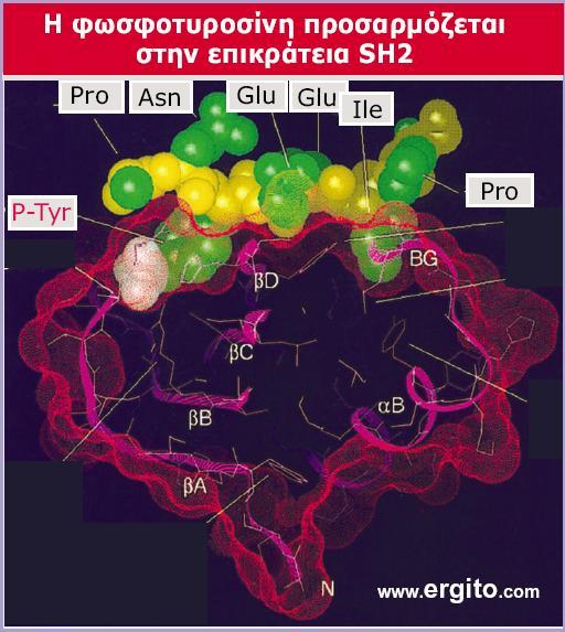 Genes VIII - Ακαδημαϊκές Εκδόσεις 2004 Εικόνα 28.