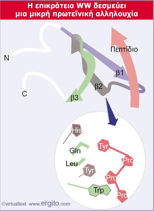 Εικόνα 28.27 Μια επικράτεια WW φέρει ένα β-φύλλο, το οποίο αποτελείται από τρεις β-κλώνους που αλληλεπιδρούν με το πεπτίδιο-στόχο.