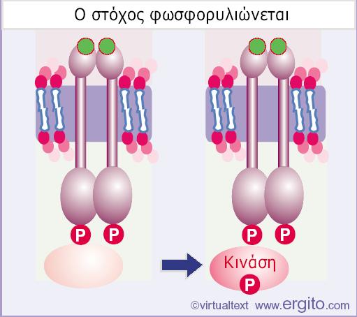 επικράτειας ενός υποδοχέα δημιουργεί θέσεις