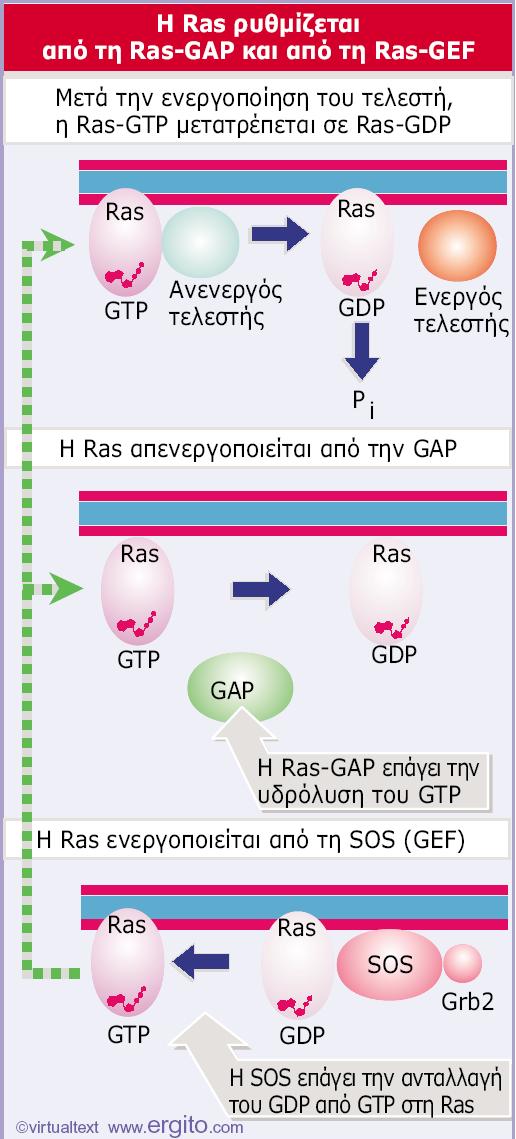 Εικόνα 28.32 Οι σχετικές συγκεντρώσεις των Ras-GTP και Ras-GDP ρυθμίζονται από δύο πρωτεΐνες.