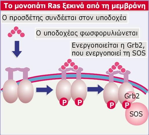 Genes VIII - Ακαδημαϊκές Εκδόσεις