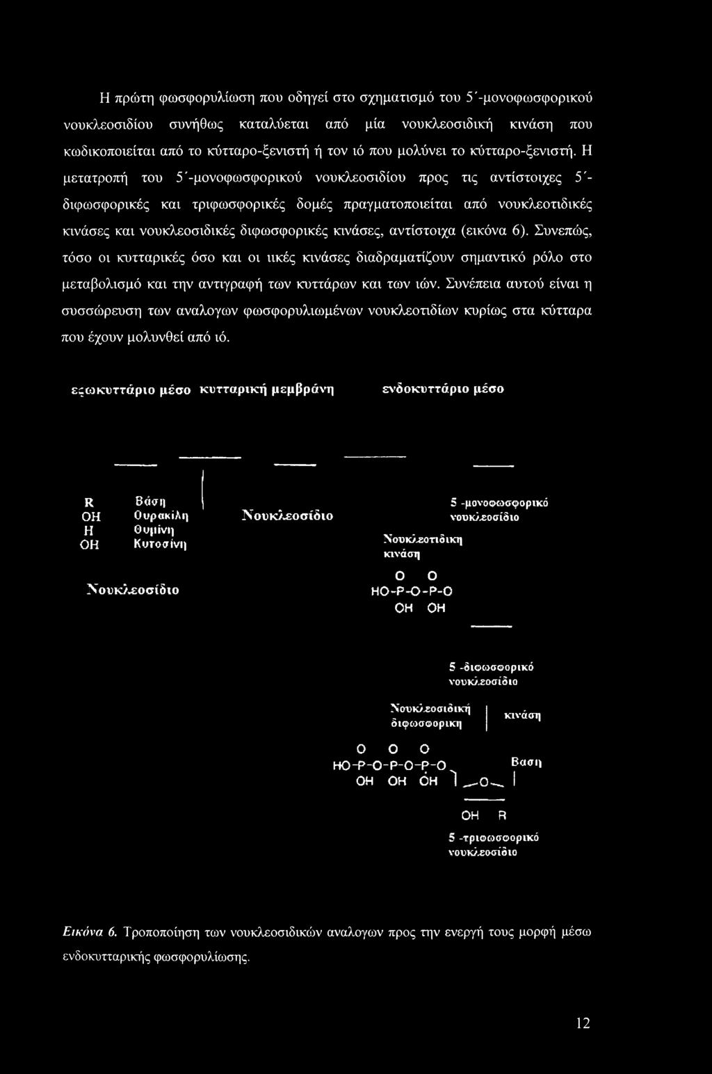 Η μετατροπή του 5'-μονοφωσφορικού νουκλεοσιδίου προς τις αντίστοιχες 5'- διφωσφορικές και τριφωσφορικές δομές πραγματοποιείται από νουκλεοτιδικές κινάσες και νουκλεοσιδικές διφωσφορικές κινάσες,