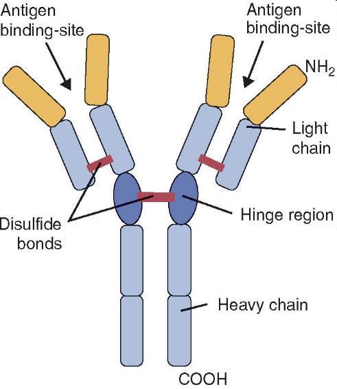 Serum free light chains שרשראות קלות וכבדות מיוצרות בנפרד בתאי פלסמה ובהמשך מתחברות כדי להרכיב את האימונוגלובולין יש 5 סוגים של שרשראות כבדות: IgA,IgG,IgM,IgD,IgE יש