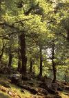 Β. ΔΕΝΔΡΩΔΕΙΣ ΣΧΗΜΑΤΙΣΜΟΙ Μεσογειακά δάση κωνοφόρων είναι χαρακτηριστικά συστήματα στις παράλιες ζώνες της Ελλάδας όπου κυριαρχεί ένα μόνο είδος κωνοφόρων.