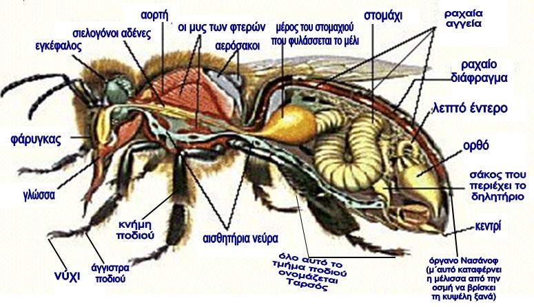 Από τα Ανατομικά