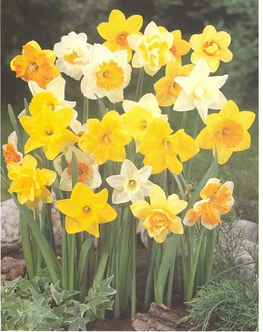 vitro αναπαραγωγή του Narcissus sp.