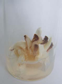 mg/l ΒΑΡ-0,2 mg/l ΝΑΑ, 4
