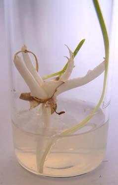 έκφυτα του Narcissus