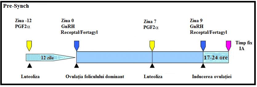 Sincronizarea estrului cu gonadoreline şi prostaglandine - Protocol Pre-Synch-Ovsynch constă în administrarea unei doze de PGF2α cu 12 zile înainte de începerea protocolul clasic Ovsynch Protocol de