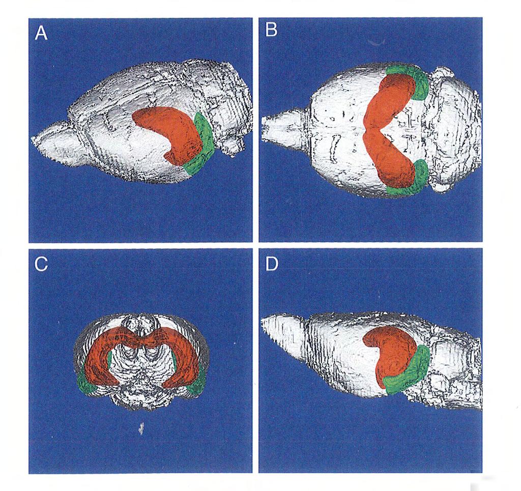 Εικόνα 5:Απόδοση της μαγνητικής απεικόνισης του εγκαφάλου επίμυος που δείχνει τη θέση του ιππόκαμπου (κυρίως ιππόκαμπος, οδοντωτή έλικα και Subiculum - σκάφη) με κόκκινο χρώμα και του ενδορινικού