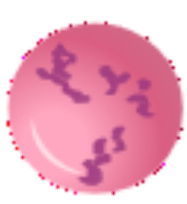 red blood cells BFU-E/CFU-E