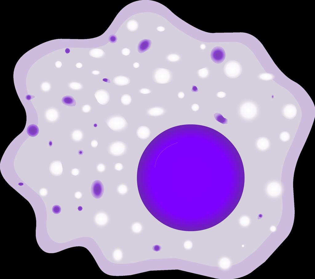 Erythrocytes 2500mg Bone marrow Intestinal absorption 1-2mg/day Muscle and other tissues 300mg Macrophages 25-30mg
