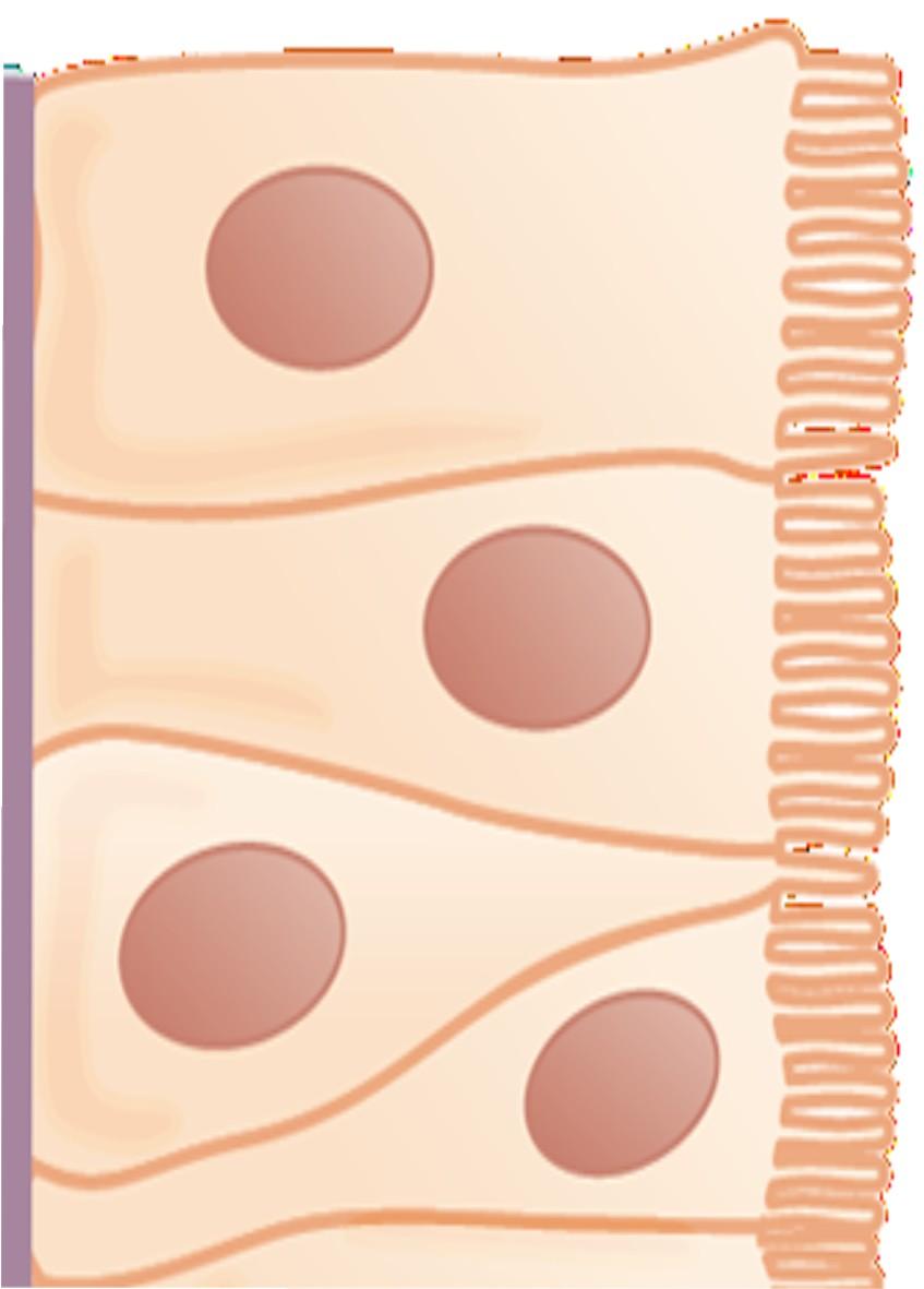 erythropoiesis Hepcidin GDF15 G.