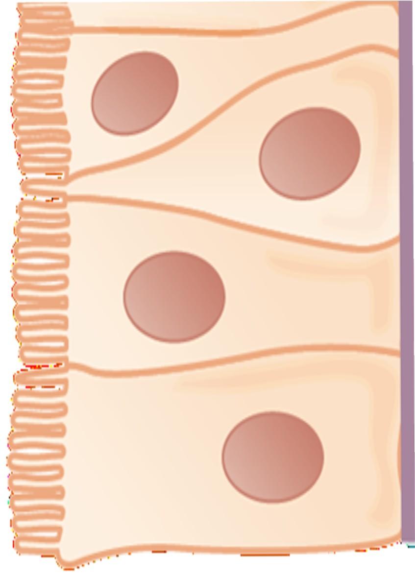 Intestinal lumen Blood DMT1 Ferroportin Dcytb Hephaestin Non-heme iron Fe2++ apo- Fe2+ Fe3+ Heme Heme iron HO-1