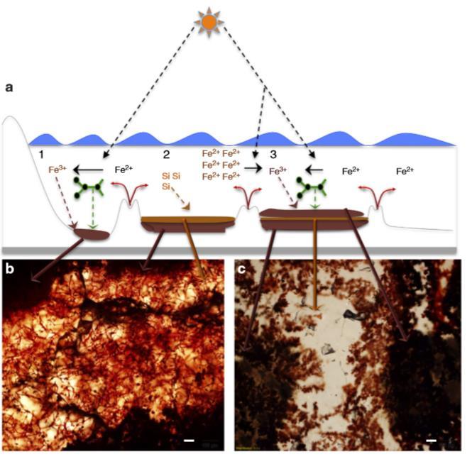 Μοντέλο βιογενούς προέλευσης BIF στο Βάνι Μήλου Οξείδωση Fe(II) από φωτοτροφικά βακτήρια Δημιουργία φλοιού ενώσεων Fe(III) και θάνατος των