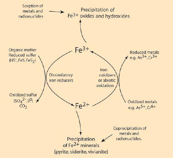Οξειδοαναγωγικός κύκλος Fe Προσρόφηση μετάλλων και ραδιονουκλεϊδίων και άλλα στοιχεία Καθίζηση οξειδίων και υδροξειδίων Οργανική ύλη Θειούχες ενώσεις