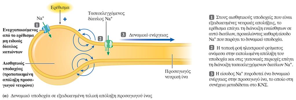 Μετατροπή του δυναμικού υποδοχέα σε δυναμικά ενέργειας (α) Εξειδικευμένη τελική απόληξη προσαγωγού νευρικής ίνας που λειτουργεί ως αισθητικός υποδοχέας.