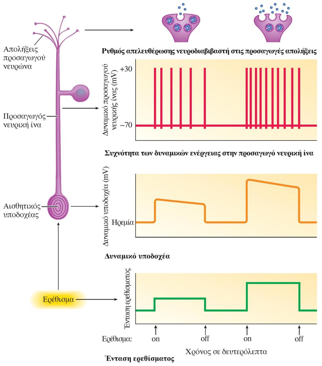 Μέγεθος του δυναμικού υποδοχέα, συχνότητα των δυναμικών ενέργειας στην προσαγωγό νευρική ίνα και ρυθμός απελευθέρωσης νευροδιαβιβαστή στις