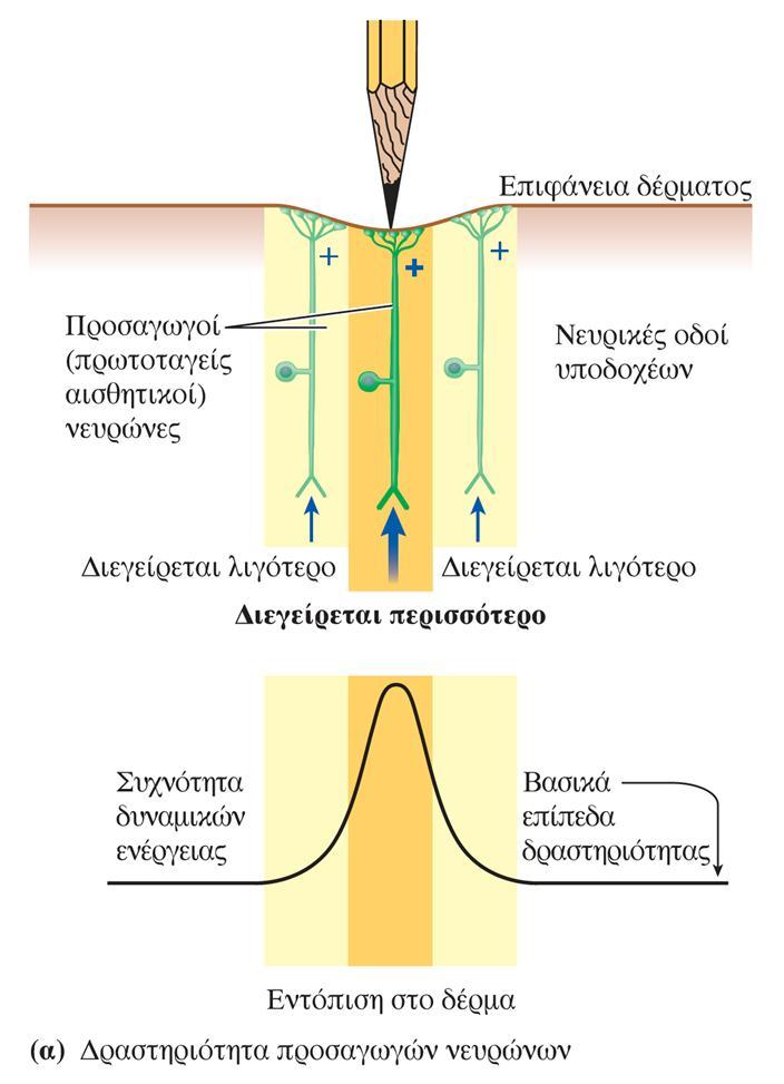 Πλάγια (πλευρική) αναστολή Ο υποδοχέας στη θέση της εντονότερης εφαρμογής του ερεθίσματος