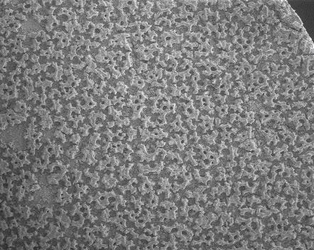 ,2013 P-800 o C-Present Work P-750 o C-Present Work P-800 o C-Musa et al.