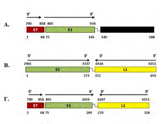 την περιοχή του L1 γονιδίου (κίτρινο) μεταξύ των νουκλεοτιδίων 6418 έως 6151 με αντίθετο προσανατολισμό (' - 5').