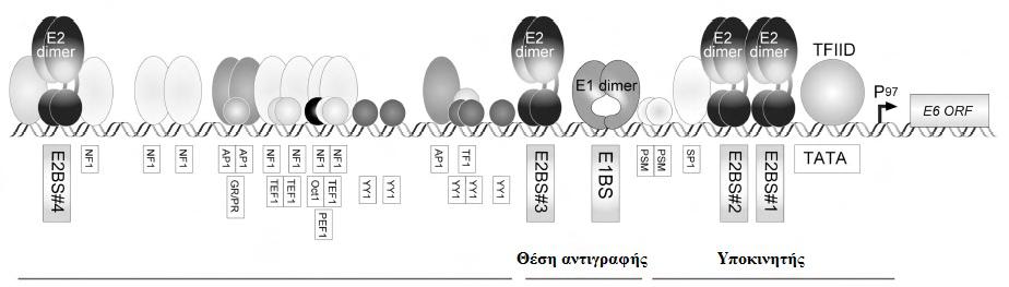 Κεφάλαιο 1 Εισαγωγή Εικόνα 1.9. Ρυθμιστική περιοχή LCR. Αναπαράσταση της θέσης πρόσδεσης μεταγραφικών παραγόντων και των θέσεων πρόσδεσης της Ε2 πρωτεΐνης (Kajitani, 2012).