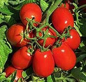 Πίνακας 13: Χαρακτηριστικα υβριδι ου Heinz 3402 (Heinz Company, 2014) Χαρακτηριστικό Περιγραφή Ωρίμανση- Συγκομιδή Τύπος βλάστησης Καρπός Ανθεκτικότητες Προσαρμοστικότητα Μεσαίου βιολογικού κύκλου
