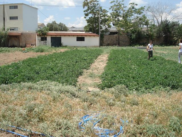Εικόνα 20: Φυτα βιομηχανικη ς τομα τας. 2.8 Καλλιεργητικές εργασίες Στην καλλιέργεια χρησιμοποιήθηκε το σύστημα στάγδην άρδευσης.