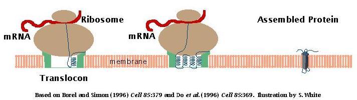 translocon (βλέπε κεφάλαιο 12). Αυτό προσφέρει την διαμεμβρανική σήραγγα δια μέσου της οποίας η νέα μεμβρανική πρωτεΐνη εισέρχεται στην μεμβράνη.