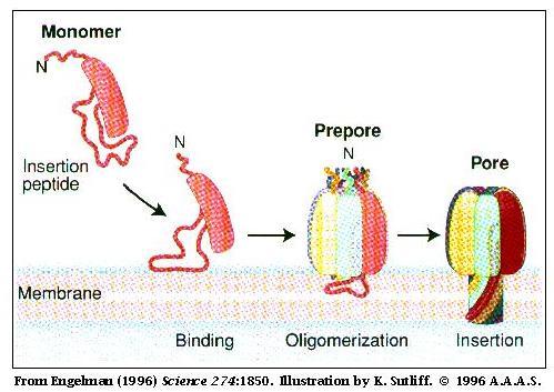 Οι μη ιδιοσυστατικές (non-constitutive) μεμβρανικές πρωτεΐνες είναι πρωτεΐνες όπως τοξίνες και αντιμικροβιακά πεπτίδια που ενσωματώνονται στην μεμβράνη με διαφορετικό τρόπο.