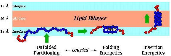 Η δημιουργία α-ελίκων και η είσοδος τους στην μεμβράνη Το πρώτο στάδιο είναι η δημιουργία των στοιχείων δευτεροταγούς δομής στην επιφάνεια διεπαφής της διλιπιδικής μεμβράνης.