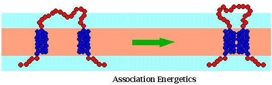 Η αλληλεπίδραση των στοιχείων δευτεροταγούς δομής μέσα στην μεμβράνη.