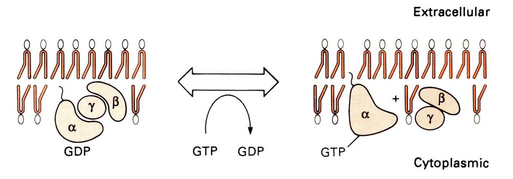 Υποδοχείς που σχετίζονται με πρωτεΐνες που δεσμεύουν GTP.