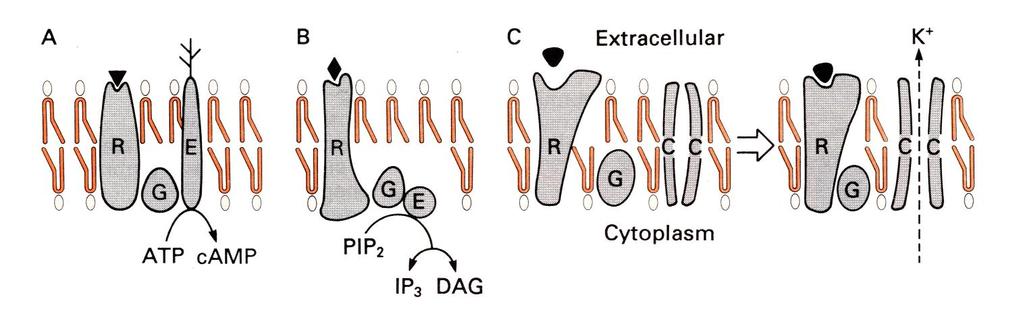 Ο μηχανισμός ενεργοποίησης των υποδοχέων που αλληλεπιδρούν με πρωτείνες G. α) Διέγερση της κυκλάσης της αδενίνης (Ε) από τον υποδοχέα ( R ) με την συμετοχή της πρωτεΐνης G.