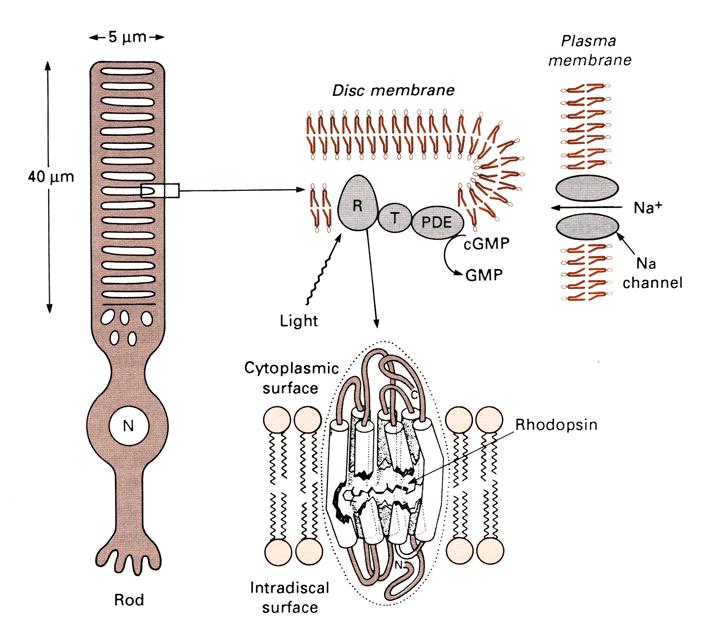 Η διεργασία μετατροπής του φωτονικού σήματος σε νευρικό παλμό. Η μετατροπή της ενέργειας του φωτός σε ηλεκτροχημικό παλμό γίνεται στα ραβδία και τα κωνία των οπτικών οργάνων.
