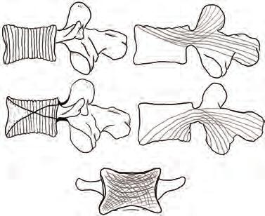 Κεφάλαιο 1: Ανατομία και κινήσεις της σπονδυλικής στήλης Οι δοκίδες του σπογγώδες οστούν είναι κατά τέτοιο τρόπο διατεταγμένες στο χώρο, ώστε να ταυτίζονται με τις διευθύνσεις των φυσιολογικών