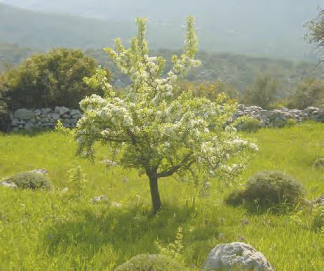 Οι εποχές και τα φυτά Άνοιξη Καλοκαίρι 1