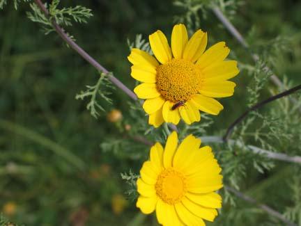 1.2.25. ΒΟΤΑΝΙΚΑ ΧΑΡΑΚΤΗΡΙΣΤΙΚΑ ΤΟΥ GLEBIONIS CORONARIA Είναι περισσότερο γνωστό με το παλιό του όνομα Chrysanthemum coronarium. Είναι μονοετή φυτά, με μεγάλα κεφάλια.