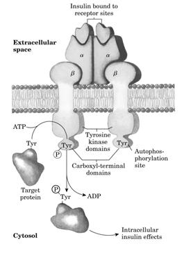 Insuliini retseptor kui