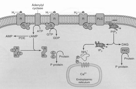 retseptorite efektorsüsteem sõltub G valgust aktiveerib adenülaadi