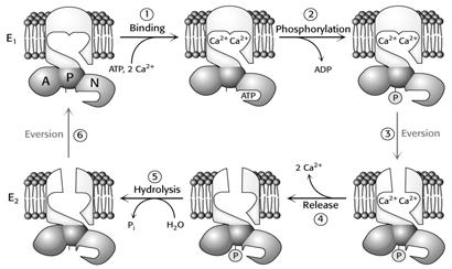 Ca 2+ P tüüpi ATPaas 1.