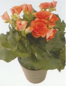 Εικόνα 79: Begonia elatior.