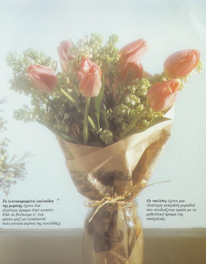 η μιμόζα (Acacia rigidula).