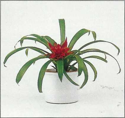 Γκουζμάνια η γλωσσωτή Guzmania lingulata Αυτές οι βρομέλιες, που ανθίζουν το χειμώνα, έχουν το κέντρο τους φτιαγμένο από βράκτια φύλλα ζωηρού πορτοκαλί χρώματος ή κόκκινου, που είναι γεμάτα με μικρά,