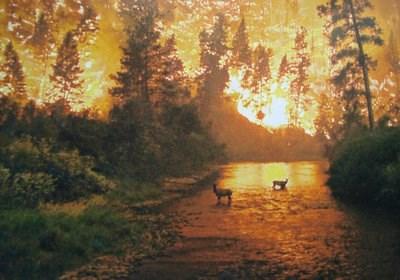 ΠΡΟΣΤΑΣΙΑ ΔΑΣΩΝ Πρόληψη δασικών πυρκαγιών: Ο καλύτερος τρόπος
