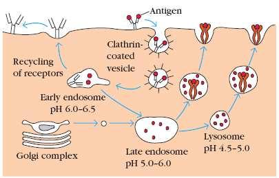 נוגדן על גבי תא B, קושר אנטיגן ובאנדוציטוזה מוכנס אל תוך התא, ליצירת אנדוזום. בהמשך יש הצמדות וקישור לליזוזום ופירוק על ידי אנזימים, סביבה חומצית ) מהווה גורם בקטריוסטטי ).