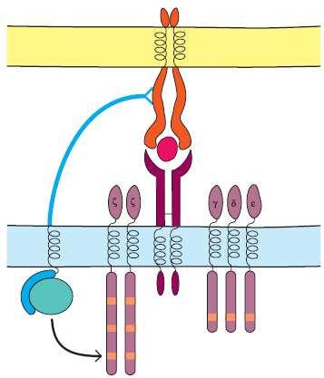 הצד של תא ה- T : רצפטור עם שרשרת β ו- α, המעביר סיגנל לתוך התא, להפעלתו. קיים קומפלקס CD3 הצמוד לרצפטור. 6 מולקולות שונות הזהות בכל תאי ה- T.